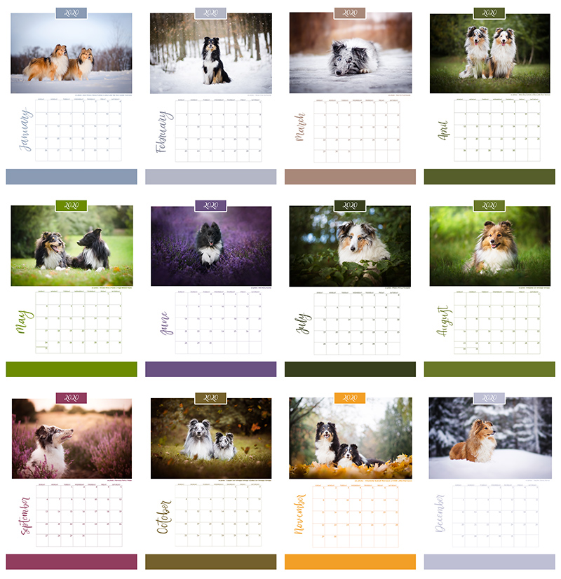 Nástenný kalendár s fotografiami psov zameraný na plemeno Šeltie