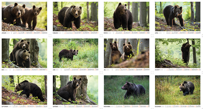 Nástenný kalendár fotografa divej prírody zameraný na slovenské medvede