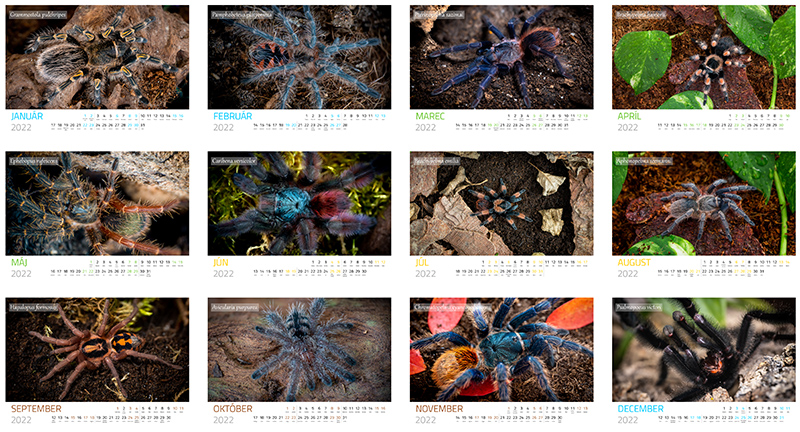 Nástenný kalendár s tematikou pavúky - vtáčkare