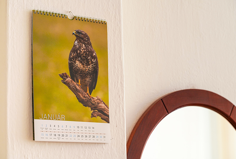 Nástenný kalendár - Dravce resp. dravé vtáky