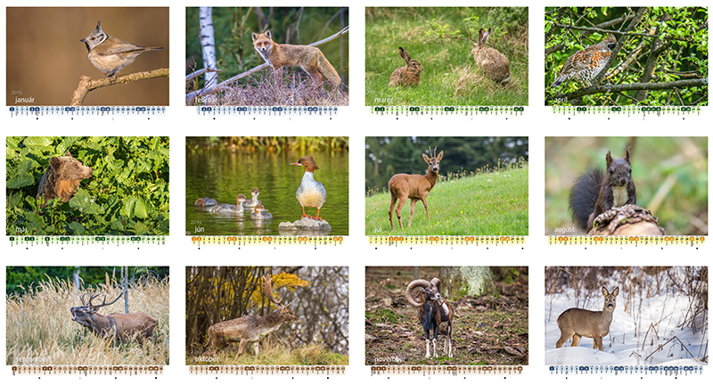Nástenný kalendár s fotografiami lesnej zveri vo voľnej prírode