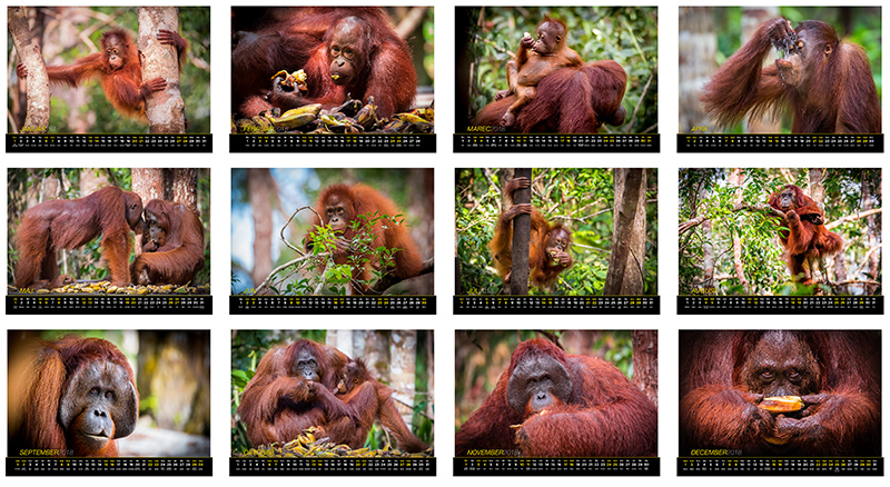 Návrh nástenného kalendára pre fotografa cestovateľa zameraný na Borneo a orangutány